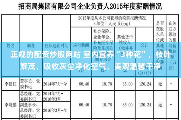 正规的配资炒股网站 室内宜养“3种花”，枝叶繁茂，吸收灰尘净化空气，美观温馨干净